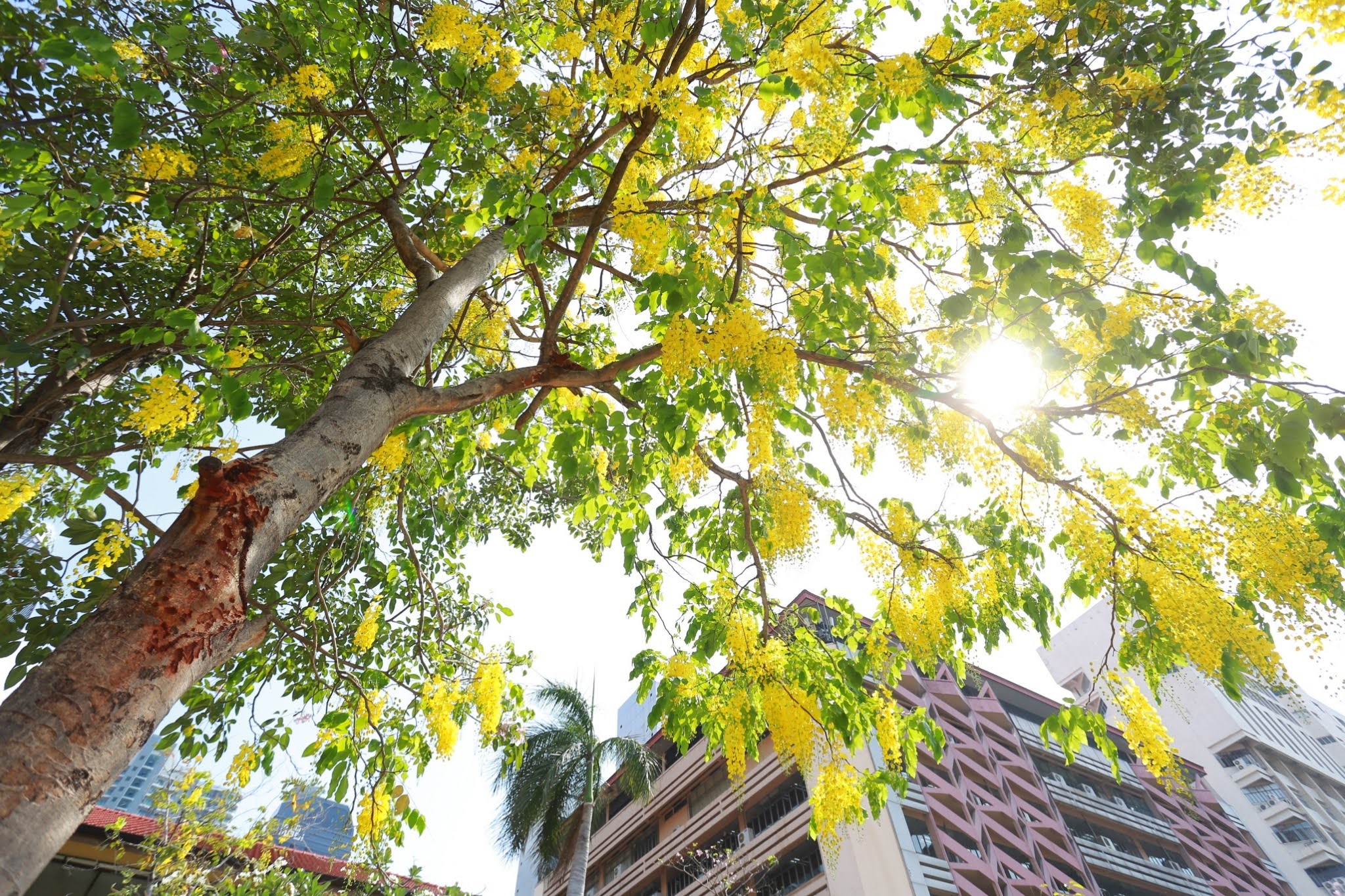 SWU Green University
